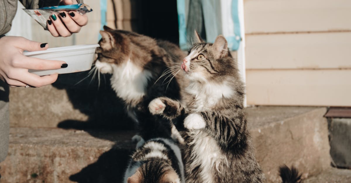 Black and White Bicolor Cat